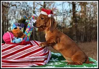 Thomas, a male Miniature Dachshund for sale in Mountain View, AR – Photo 8 of 8