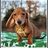 Thomas, a male Miniature Dachshund for sale in Mountain View, AR – Photo 1 of 8