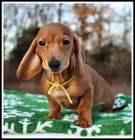 Thomas, a male Miniature Dachshund for sale in Mountain View, AR – Photo 1 of 8