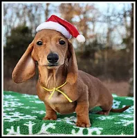 Thomas, a male Miniature Dachshund for sale in Mountain View, AR – Photo 2 of 8