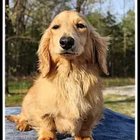 Jaws, a male Miniature Dachshund for sale in Mountain View, AR – Photo 3 of 7