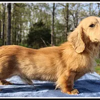 Jaws, a male Miniature Dachshund for sale in Mountain View, AR – Photo 5 of 7