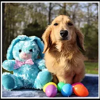 Jaws, a male Miniature Dachshund for sale in Mountain View, AR – Photo 2 of 7