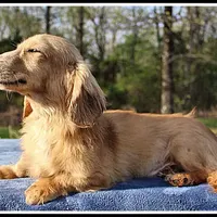 Jaws, a male Miniature Dachshund for sale in Mountain View, AR – Photo 6 of 7