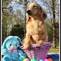Jaws, a male Miniature Dachshund for sale in Mountain View, AR – Photo 1 of 7