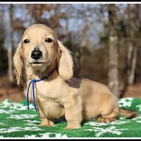 Jaws, a male Miniature Dachshund for sale in Mountain View, AR – Photo 7 of 7