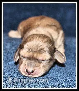 Carlie's Cream Dapple – Miniature Dachshund puppy for sale in Mountain View, AR