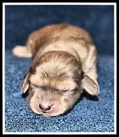 Carlie's Cream Dapple, a female Miniature Dachshund for sale in Mountain View, AR – Photo 1 of 8