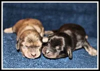 Carlie's Cream Dapple, a female Miniature Dachshund for sale in Mountain View, AR – Photo 5 of 8