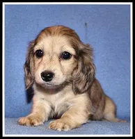 Carlie's Cream Dapple, a female Miniature Dachshund for sale in Mountain View, AR – 2 of 6