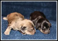 Carlie's Cream Dapple, a female Miniature Dachshund for sale in Mountain View, AR – Photo 7 of 8