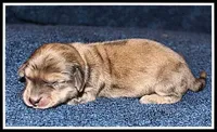 Carlie's Cream Dapple, a female Miniature Dachshund for sale in Mountain View, AR – Photo 2 of 8