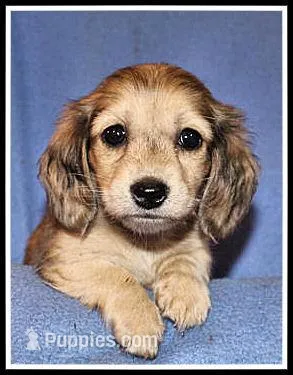 Carlie's Cream Dapple – Miniature Dachshund puppy for sale in Mountain View, AR