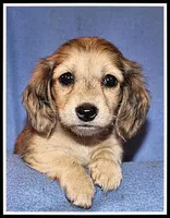Carlie's Cream Dapple, a female Miniature Dachshund for sale in Mountain View, AR – 1 of 6