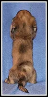 Carlie's Cream Dapple, a female Miniature Dachshund for sale in Mountain View, AR – 5 of 6