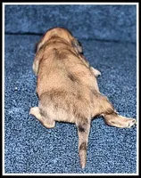 Carlie's Cream Dapple, a female Miniature Dachshund for sale in Mountain View, AR – Photo 4 of 8