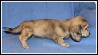 Carlie's Cream Dapple, a female Miniature Dachshund for sale in Mountain View, AR – 4 of 6