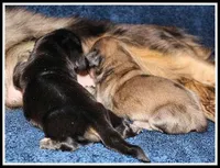 Carlie's Cream Dapple, a female Miniature Dachshund for sale in Mountain View, AR – Photo 8 of 8