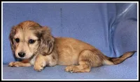 Carlie's Cream Dapple, a female Miniature Dachshund for sale in Mountain View, AR – 3 of 6