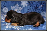 Reba's BT Girl, a female Miniature Dachshund for sale in Mountain View, AR – Photo 2 of 7