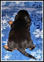 Reba's BT Girl, a female Miniature Dachshund for sale in Mountain View, AR – Photo 4 of 7