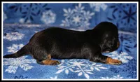 Reba's BT Girl, a female Miniature Dachshund for sale in Mountain View, AR – Photo 3 of 7