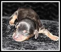 Reba's BT Girl, a female Miniature Dachshund for sale in Mountain View, AR – Photo 5 of 7