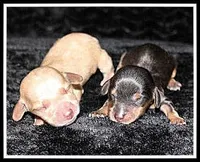 Reba's BT Girl, a female Miniature Dachshund for sale in Mountain View, AR – Photo 6 of 7
