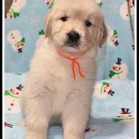 Amber Boy Orange, a male Golden Retriever for sale in Mountain View, AR – Photo 8 of 10