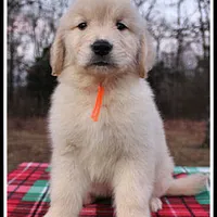 Amber Boy Orange, a male Golden Retriever for sale in Mountain View, AR – Photo 4 of 10