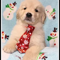 Amber Boy Orange, a male Golden Retriever for sale in Mountain View, AR – Photo 7 of 10