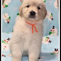 Amber Boy Orange, a male Golden Retriever for sale in Mountain View, AR – Photo 9 of 10