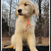 Amber Boy Orange, a male Golden Retriever for sale in Mountain View, AR – Photo 1 of 10