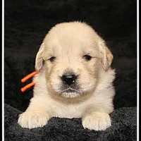 Amber Boy Orange, a male Golden Retriever for sale in Mountain View, AR – Photo 10 of 10