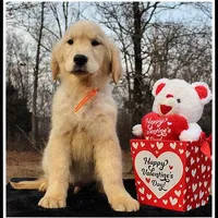 Amber Boy Orange, a male Golden Retriever for sale in Mountain View, AR – Photo 2 of 10