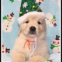 Amber Boy Orange, a male Golden Retriever for sale in Mountain View, AR – Photo 6 of 10