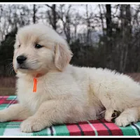 Amber Boy Orange, a male Golden Retriever for sale in Mountain View, AR – Photo 5 of 10