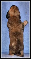 Destiny Girl, a female Miniature Dachshund for sale in Mountain View, AR – 5 of 5