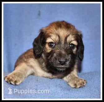 Destiny Girl – Miniature Dachshund puppy for sale in Mountain View, AR