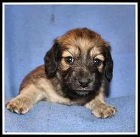 Destiny Girl, a female Miniature Dachshund for sale in Mountain View, AR – 1 of 5
