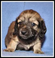 Destiny Girl, a female Miniature Dachshund for sale in Mountain View, AR – 2 of 5