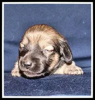 Destiny Girl, a female Miniature Dachshund for sale in Mountain View, AR – Photo 3 of 8