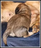 Destiny Girl, a female Miniature Dachshund for sale in Mountain View, AR – Photo 8 of 8