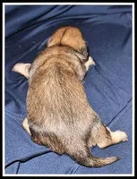 Destiny Girl, a female Miniature Dachshund for sale in Mountain View, AR – Photo 6 of 8