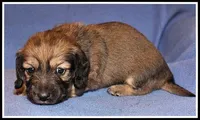 Destiny Girl, a female Miniature Dachshund for sale in Mountain View, AR – 3 of 5