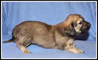 Destiny Girl, a female Miniature Dachshund for sale in Mountain View, AR – 4 of 5