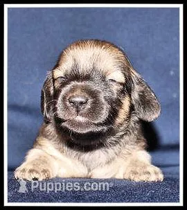 Destiny Girl, a female Miniature Dachshund for sale in Mountain View, AR – Photo 1 of 8