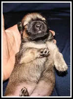 Destiny Girl, a female Miniature Dachshund for sale in Mountain View, AR – Photo 7 of 8