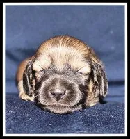 Destiny Girl, a female Miniature Dachshund for sale in Mountain View, AR – Photo 2 of 8