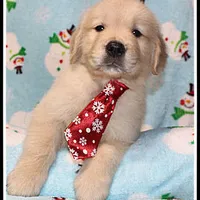 Amber Boy Red, a male Golden Retriever for sale in Mountain View, AR – Photo 7 of 10